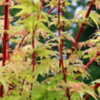 Thumbnail #5 of Acer palmatum by GA_maples