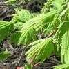 Thumbnail #2 of Acer japonicum by Decumbent