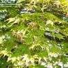 Thumbnail #2 of Acer palmatum by conifers