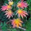 Thumbnail #3 of Acer japonicum by cabngirl