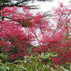 Thumbnail #3 of Acer palmatum by growin