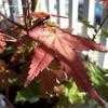 Thumbnail #2 of Acer palmatum by PrufrockLA