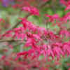 Thumbnail #4 of Acer palmatum by growin