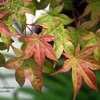 Thumbnail #5 of Acer palmatum by Calif_Sue