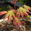Thumbnail #4 of Acer palmatum by mrs_colla
