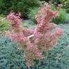 Thumbnail #1 of Acer palmatum by conifers