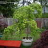 Thumbnail #2 of Acer palmatum by maplenut