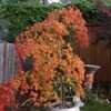 Thumbnail #4 of Acer palmatum by maplenut