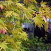 Thumbnail #3 of Acer palmatum by maplenut