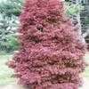 Thumbnail #1 of Acer palmatum by conifers