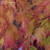 Thumbnail #5 of Acer palmatum by maplenut