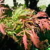 Thumbnail #3 of Acer palmatum by plantaholic186