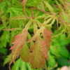 Thumbnail #2 of Acer palmatum by plantaholic186