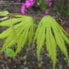 Thumbnail #4 of Acer palmatum by plantaholic186