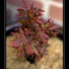 Thumbnail #1 of Acer palmatum by melintir
