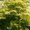 Thumbnail #3 of Acer palmatum by RosinaBloom