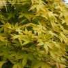 Thumbnail #4 of Acer palmatum by RosinaBloom