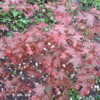 Thumbnail #2 of Acer palmatum by acerpalmaniac
