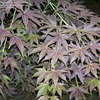 Thumbnail #2 of Acer palmatum by Iijima_Sunago