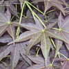 Thumbnail #3 of Acer palmatum by Iijima_Sunago