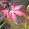 Thumbnail #4 of Acer palmatum by Iijima_Sunago