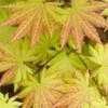 Thumbnail #1 of Acer shirasawanum by jhayes5032