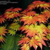 Thumbnail #3 of Acer shirasawanum by victorgardener