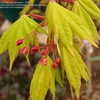 Thumbnail #5 of Acer shirasawanum by victorgardener