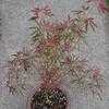 Thumbnail #1 of Acer palmatum by Todd_Boland