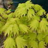 Thumbnail #4 of Acer shirasawanum by victorgardener