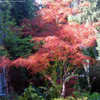 Thumbnail #5 of Acer palmatum by interactbiz