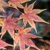 Thumbnail #5 of Acer palmatum by jhayes5032