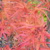 Thumbnail #4 of Acer palmatum by plantaholic186