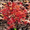 Thumbnail #2 of Acer palmatum by victorgardener