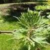 Thumbnail #2 of Acer shirasawanum by conifers