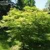 Thumbnail #1 of Acer shirasawanum by conifers