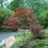 Thumbnail #1 of Acer palmatum by Copperbaron
