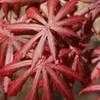 Thumbnail #2 of Acer palmatum by jhayes5032