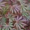 Thumbnail #3 of Acer palmatum by jhayes5032