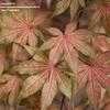 Thumbnail #1 of Acer palmatum by jhayes5032