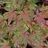 Thumbnail #5 of Acer palmatum by jhayes5032