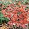 Thumbnail #2 of Acer palmatum by jhayes5032