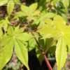 Thumbnail #4 of Acer palmatum by mattlwfowler