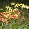 Thumbnail #5 of Acer palmatum by Strever