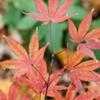 Thumbnail #3 of Acer palmatum by jhayes5032
