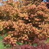 Thumbnail #2 of Acer shirasawanum by GA_maples