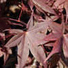 Thumbnail #2 of Acer palmatum by growin