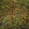 Thumbnail #2 of Acer palmatum by MoogleTree