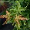 Thumbnail #2 of Acer palmatum by DaylilySLP