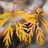 Thumbnail #2 of Acer palmatum by jhayes5032